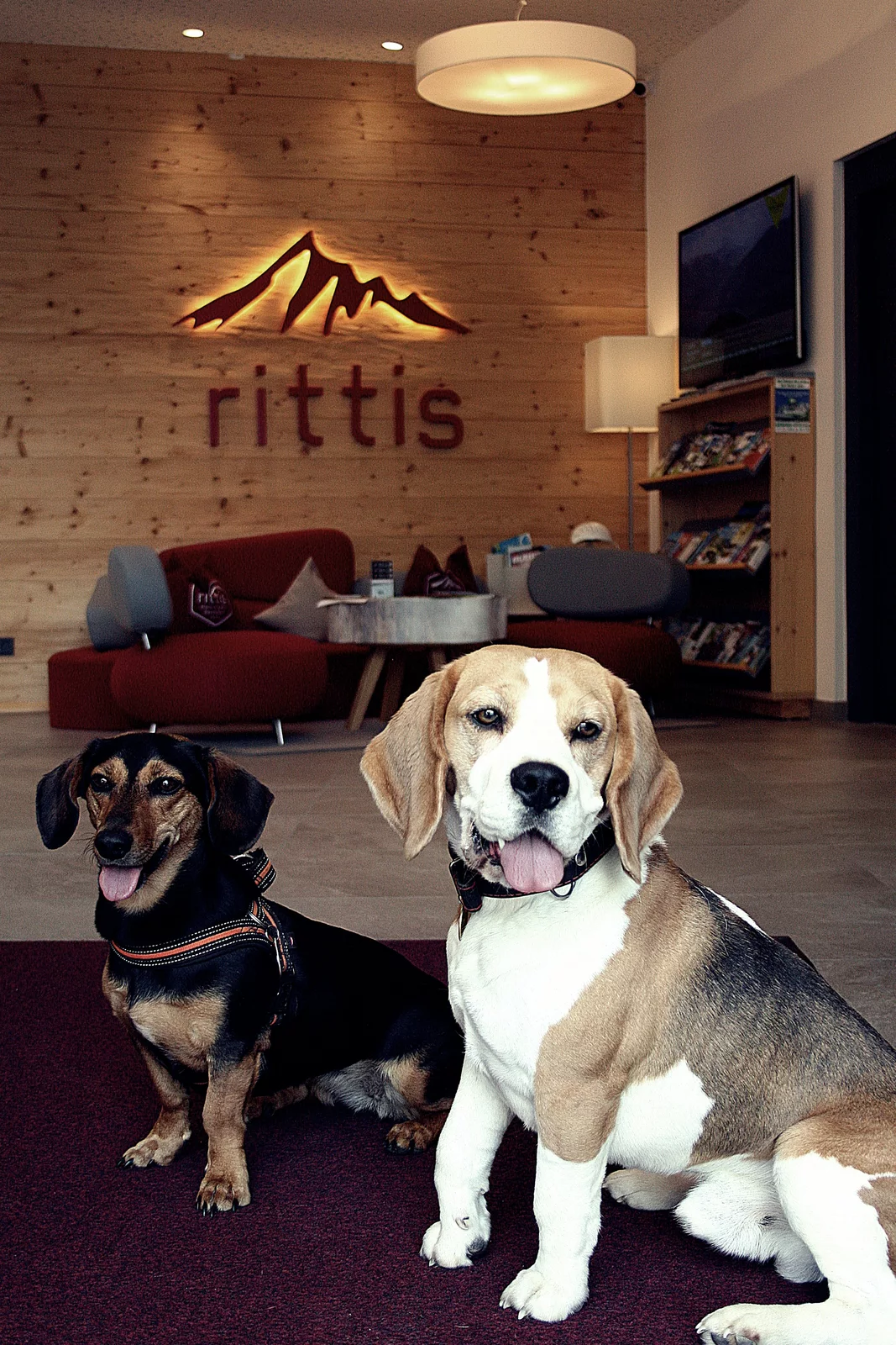 Urlaub mit Hund in den Bergen